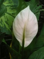 DSCN0974~2.JPG