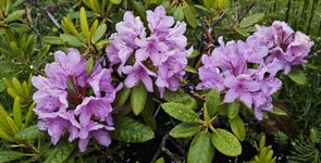 IMG_20260626_140053.jpg