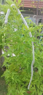 IMG_20260716_180841.jpg