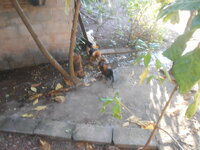 DSCN0948.JPG