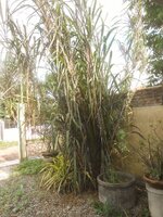 DSCN0967~2.JPG