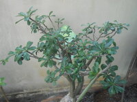 DSCN0966.JPG