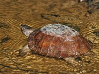 spiny turtle.jpeg spiny turtle.jpeg