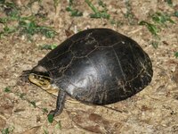 malayan box terrapin 1.jpeg