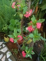 DSCN0453~2.JPG