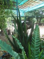 DSCN0230~2.JPG