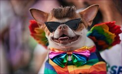 comp_2wokeDog.jpg comp_2wokeDog.jpg