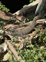 IMG_9562.jpeg