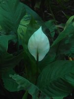 DSCN0756~2.JPG