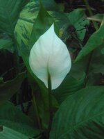 DSCN0757~2.JPG