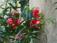DSCN0984~3.JPG