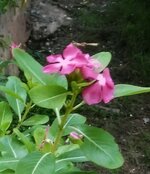 DSCN0427~4.JPG