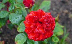 DSC05611.JPG
