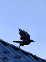 IMG_20260724_204248.jpg