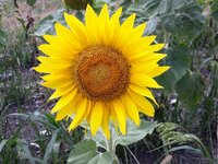IMG-20260724-WA0016.jpg
