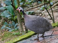 helmperlhuhn.jpeg