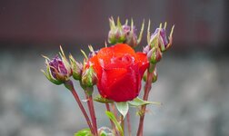 DSC05627.JPG
