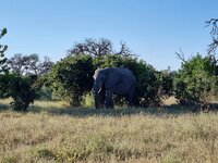 20260426_Delta-grosser-Elefant.jpg