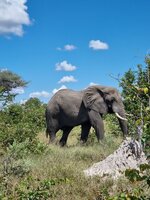 20260426_Delta-grosser-Elefant-2.jpg