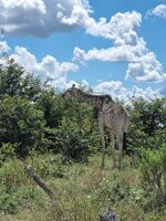 20260426_Delta-Giraffe.jpg