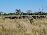 20260427_Delta-Büffel-2.jpg