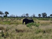 20260427_Delta-Elefant-2.jpg
