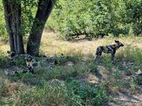 20260428_Wild-Dog.jpg