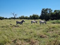 20260429_Zebras.jpg