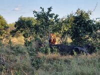 20260430_Löwe-Büffel-2.jpg