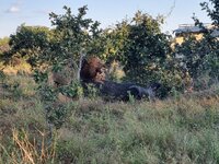 20260430_Löwe-Büffel-3.jpg