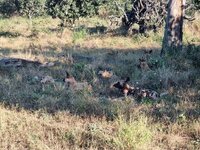 20260430_Wild-Dog.jpg