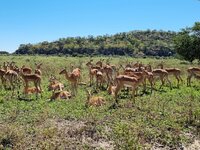 20260430_Impalas.jpg
