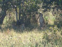 Gepard.jpg
