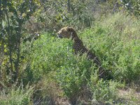 Leopard-1.jpg