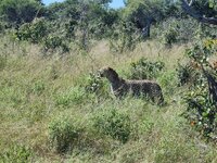 20260501_Leopard-1.jpg