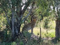 20260501_Leopard-2.jpg