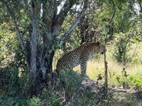 20260501_Leopard-3.jpg