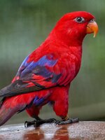 rotlory.jpeg