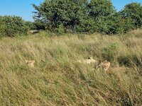 20260502_Löwen-am-Strassenrand.jpg