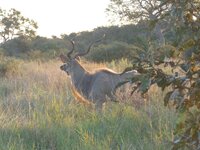 Kudu.jpg