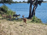 20260502_Kudus.jpg