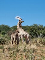 20260503_kämpfende-Giraffen.jpg