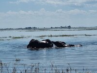 20260503_Elefanten-im-Fluss.jpg