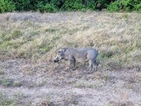 20260504_Warzenschwein.jpg