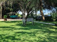 20260506_Zebras-Hotel.jpg