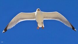 IMG_20260729_154641.jpg