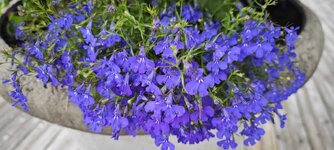 IMG_20260624_160848.jpg