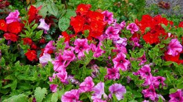 DSC05602.JPG