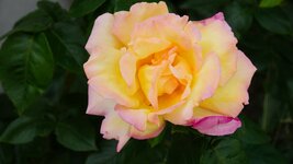 DSC06374.JPG