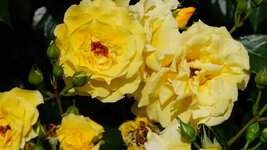 DSC06431.JPG